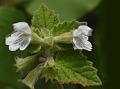 Sahyadri Slitwort